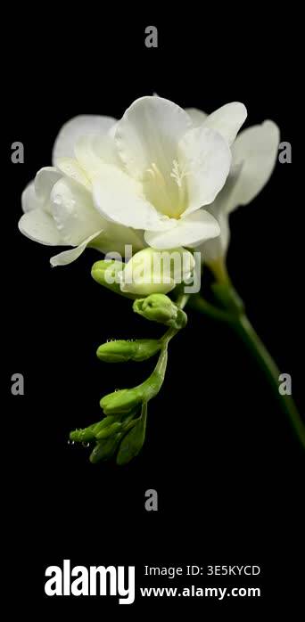 Close-up 4K video of a blooming white freesia branch with several open ...