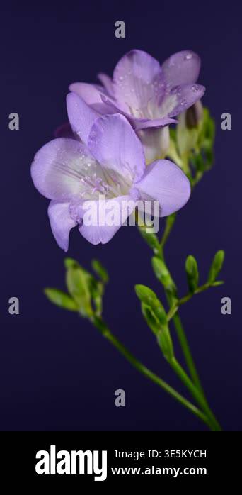 Close-up 4K video of a blooming purple freesia branch with several open ...