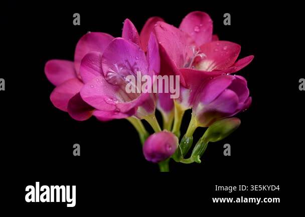 Close-up 4K video of a blooming pink freesia branch with several open ...
