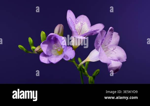 Close-up 4K video of a blooming purple freesia branch with several open ...