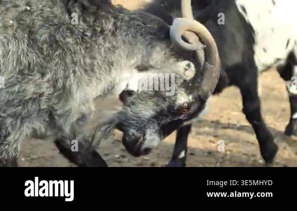 Goat Clashing Two domestic goats clashing and fighting with their horns on a rural ...