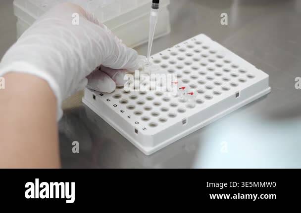 Laboratory technician transferring liquid samples using pipette into ...