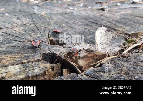 Similar Insects Close-up of Pyrrhocoris insect on a trunk Stock Video Footage - Alamy