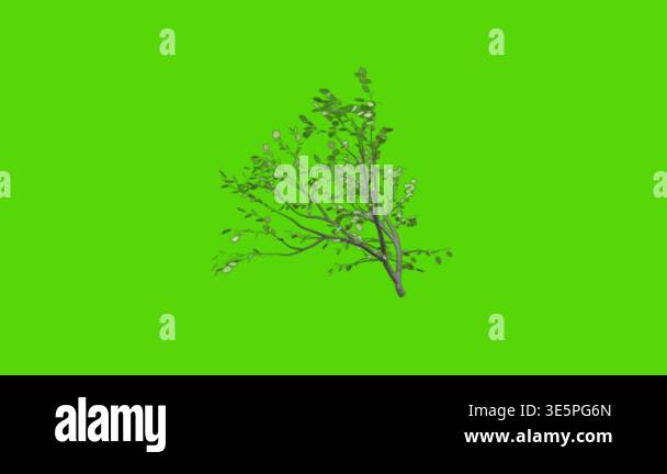 Animated 3D Green Tree with Leaves on Chroma Key Background Stock Video ...