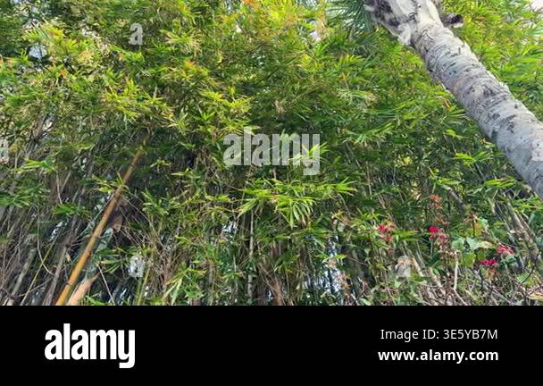 Trees Rabat Bamboo forest and palm trees growing in a botanical garden in Rabat ...