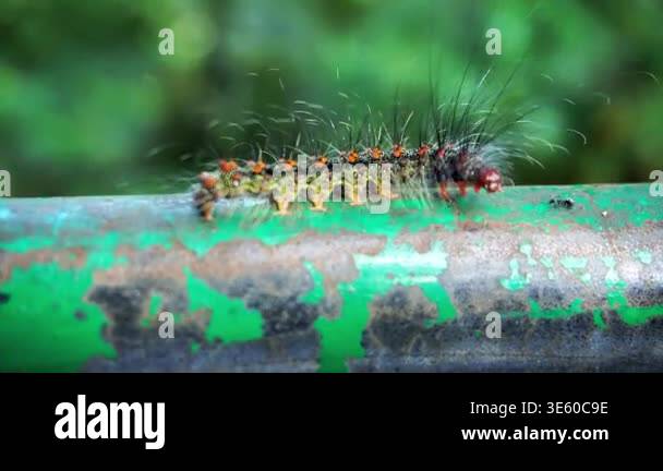 A detailed macro shot shows a fuzzy caterpillar with long black and ...