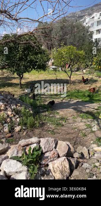 Domestic chicken hen walking around spacious stable on farm, animals ...