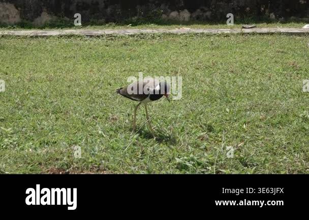 Red-wattled lapwing walking across green grass in daylight. Ground bird ...
