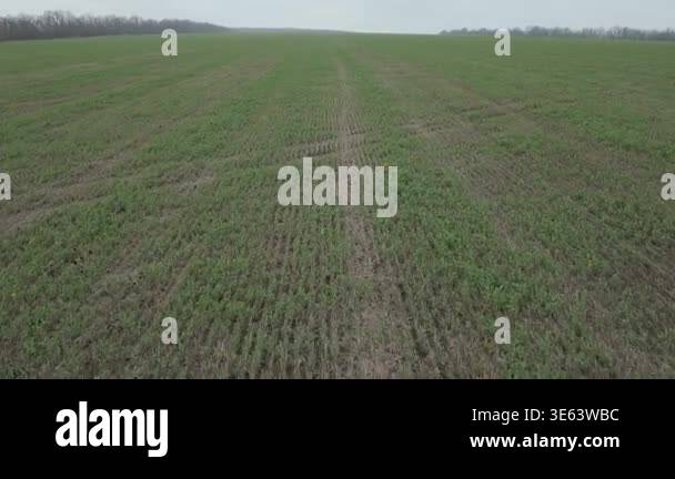 Sprout progression Stock Videos & Footage - HD and 4K Video Clips - Alamy