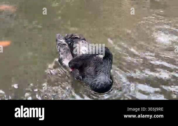 A black swan floats on murky water, curving its neck downward to preen ...