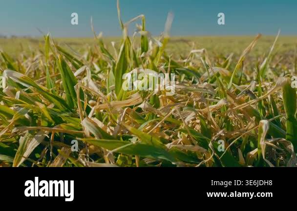 Green winter wheat sprouts emerging through dry yellow straw mulch ...