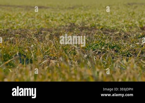 Green sprouts of winter wheat growing in a field. Close-up low angle ...