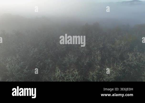 Drone shot flying upward through a thick layer of morning fog revealing ...