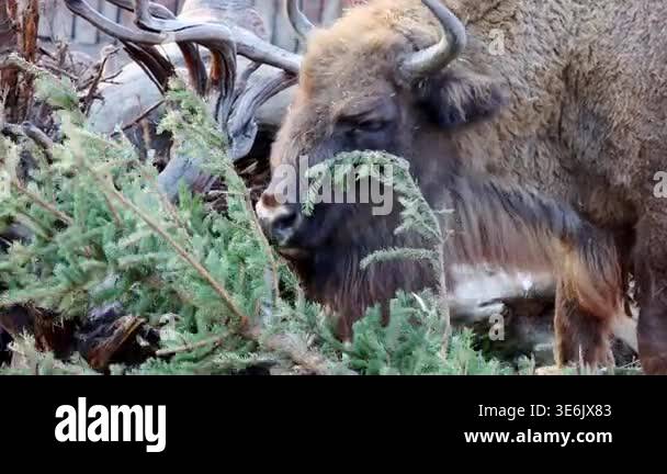 Bison grazing on green foliage in a natural habitat, surrounded by ...