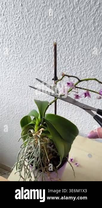 A close-up of a hand trimming a dry phalaenopsis stem. Aerial roots and ...
