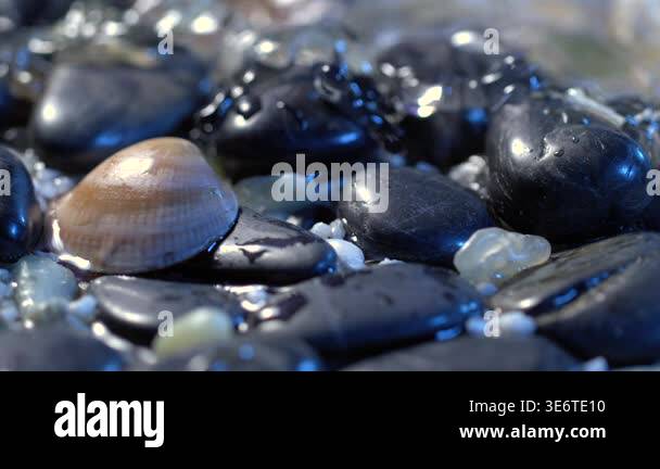 Stones and seashells are scattered on a wet shore, showing textures and ...