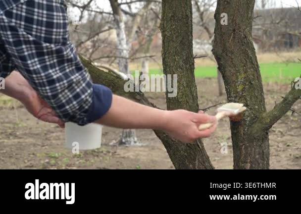 Gardener in a plaid shirt applies a protective coating to the bark of a ...