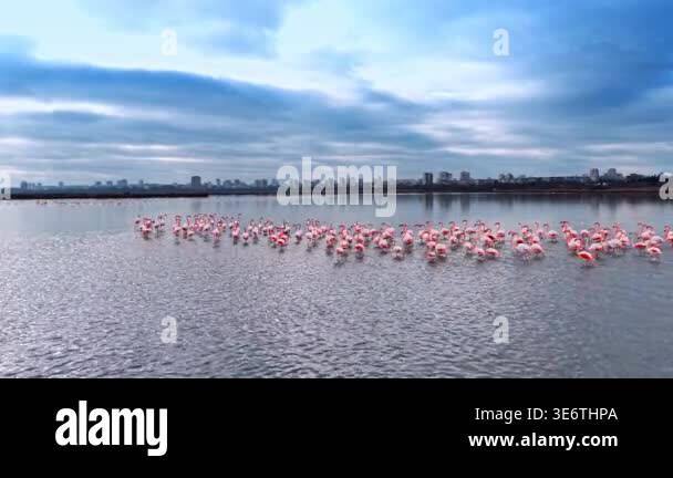 Flock of pink flamingos step by the waterscape. Beautiful birds search ...