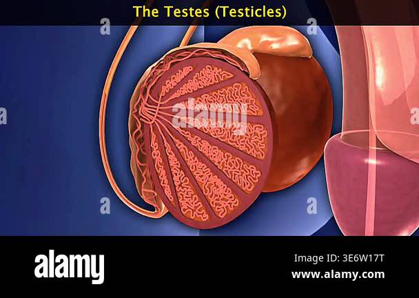 Hide Testes Testes anatomy Stock Videos & Footage - HD and 4K Video Clips - Alamy