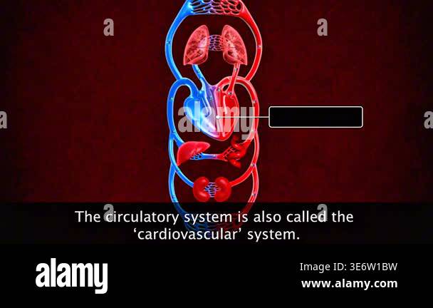 3d animation of cardiovascular system showing heart, blood vessels, and ...