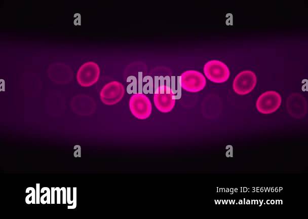 A close-up, fluorescent microscopic view of red blood cells circulating ...