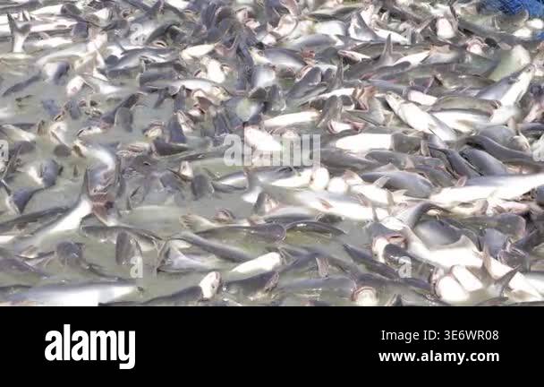 Fish swimming around a net in turbulent water creating ripples and ...