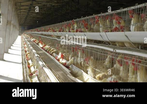 Rows of chickens in cages arranged in a large poultry farming facility ...
