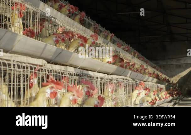 Rows of chickens confined in cages in a dimly lit poultry farm ...