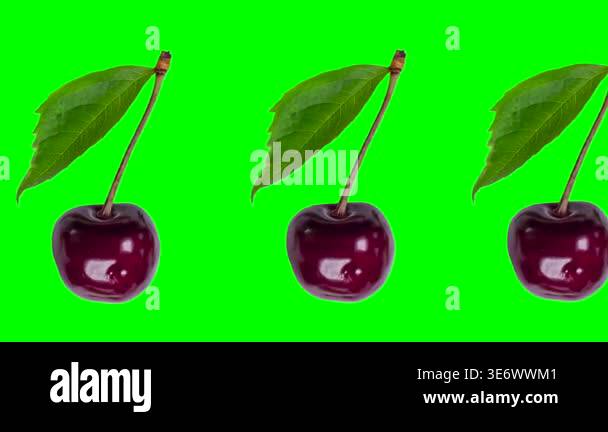 Trendy berry animation background of many moving red cherries with leaf ...