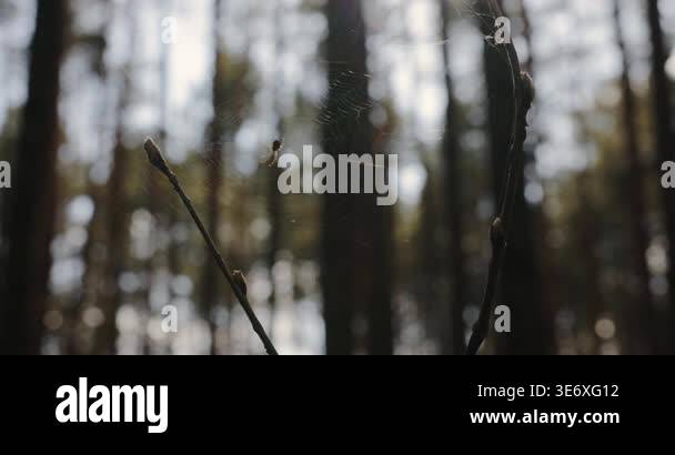 Close up of a small spider in its web between spring branches, slow ...