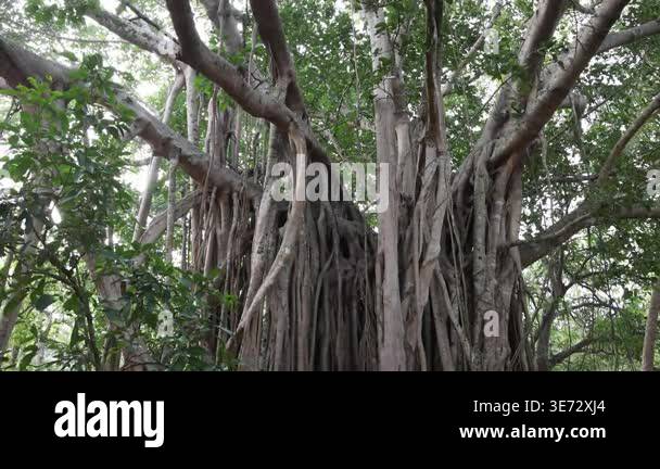 Ancient Forest Canopy with Intricate Aerial Roots, a Vibrant Green ...