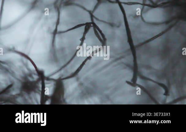 Threads lint seen with a microscope Stock Video Footage - Alamy