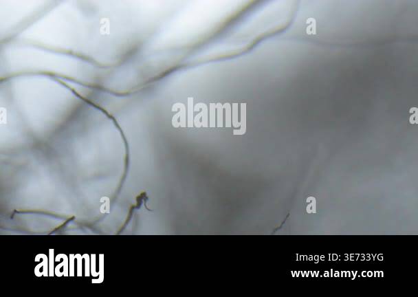 Focusing threads seen through an optical microscope Stock Video Footage ...