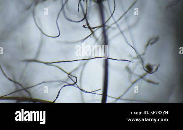 Threads lints seen through an optical microscope Stock Video Footage ...