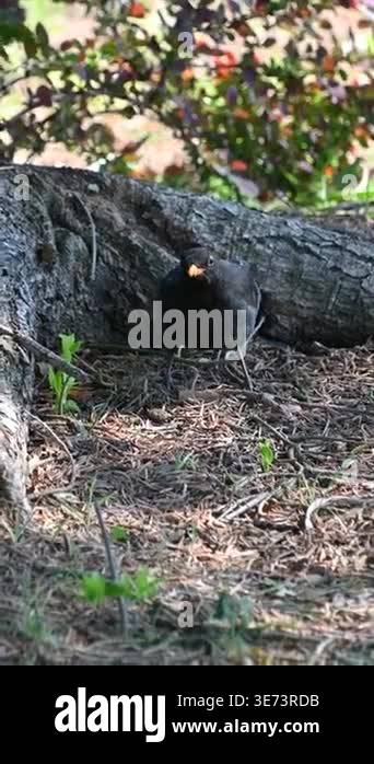 Bird pecking and foraging under tree roots on forest floor Stock Video ...
