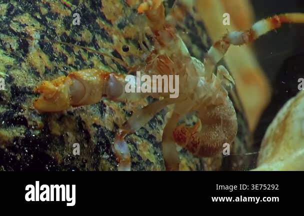 Underwater crayfish hermit crab without shell in clean, clear water ...
