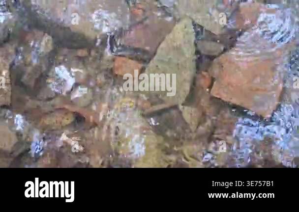 A small stream or puddle containing numerous of small fish scattered ...