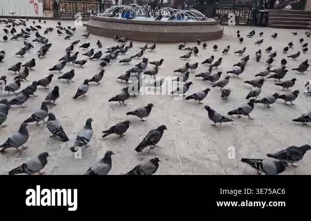 A large flock of pigeons gathering and walking on a stone city square ...