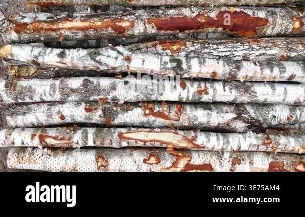 Birch tree trunks stacked closely together, showcasing the distinct ...