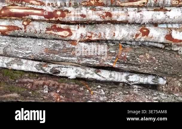 Birch tree trunks stacked closely together, showcasing the distinct ...