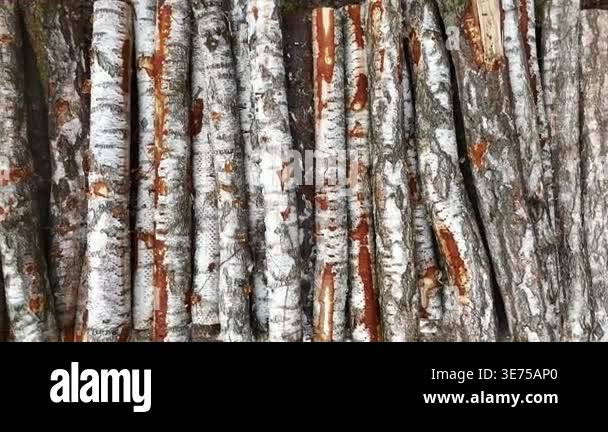 Birch tree trunks stacked closely together, showcasing the distinct ...