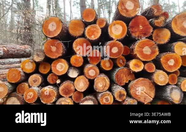 Stacked logs in a forest setting display a progression of cut tree ...