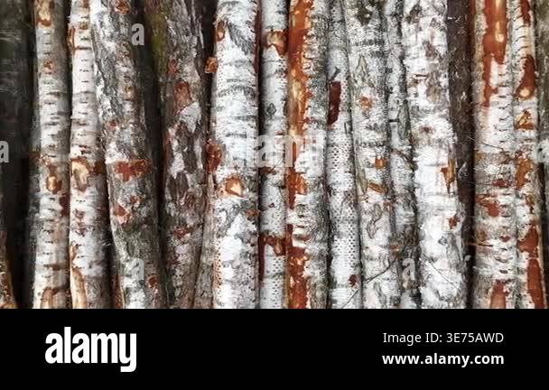 Birch tree trunks stacked closely together, showcasing the distinct ...