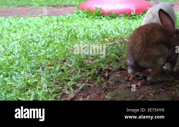 Cute rabbits under tree roots in garden, fluffy bunny pair, natural ...