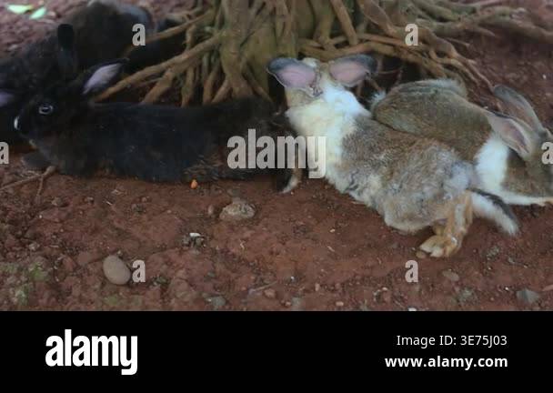 Cute rabbits resting under tree roots on red soil, cozy nature scene ...