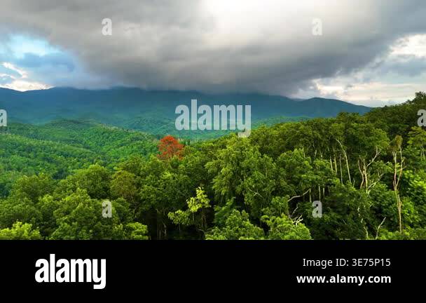 Mountain forest with green canopies in humid summertime season ...