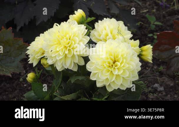 A close-up view of pale yellow dahlia flowers blooming in a summer ...