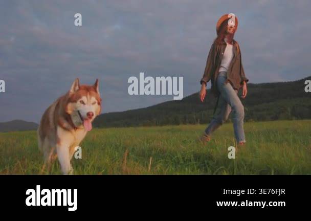 woman walking husky in sunset meadow, brisk golden light over rolling ...