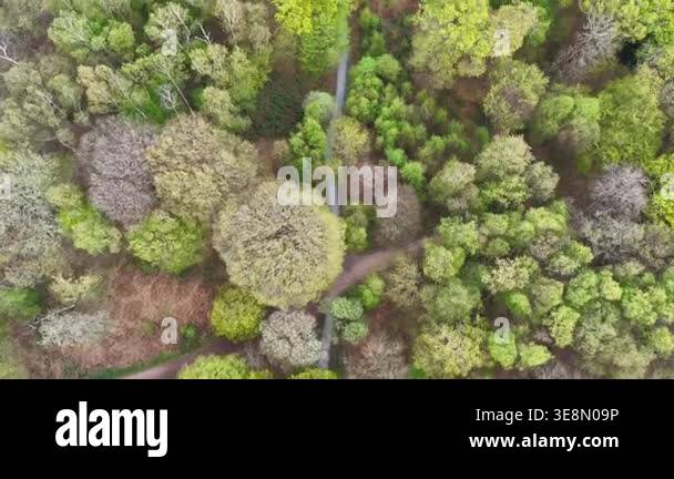 Epping Forest Trees and Path Birds Eye View 4K Essex Stock Video ...