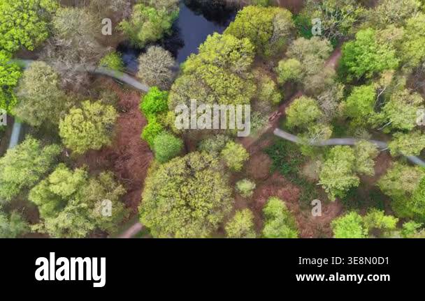 Epping Forest Trees and Path Birds Eye View 4K Essex Stock Video ...